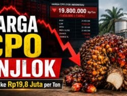 CPO Melemah Tajam, Harga Sawit Global Kembali Tertekan