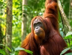 Hutan Indonesia Jadi Benteng Terakhir Populasi Orangutan