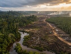 Walhi Sebut Banjir dan Deforestasi Jadi Alarm Ekologis Kalteng