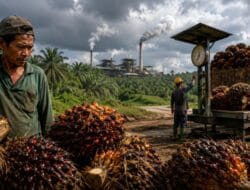 Pemerintah Bidik Perusahaan Sawit yang Tahan Harga TBS