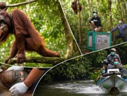 Lima Orangutan Kembali ke Rimba Kalimantan, Cerita Himba Selamat dari Api Jadi Sorotan