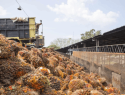 Harga TBS Kalteng Naik, PKS Diminta Transparan ke Pekebun