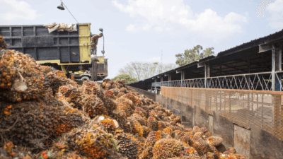 Harga TBS Kalteng Naik, PKS Diminta Transparan ke Pekebun