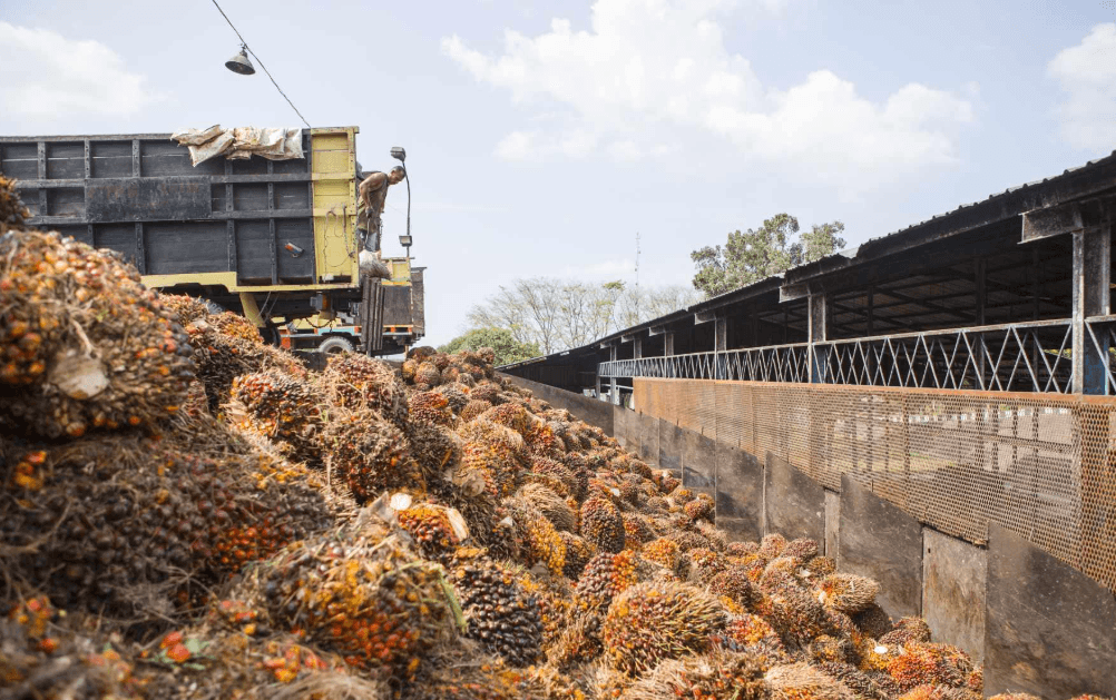 Pekebun sawit mengangkut tandan buah segar di Kalimantan Tengah saat harga TBS periode I Juni 2026 naik